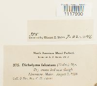 Dichelyma falcatum image