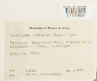 Dichelyma falcatum image