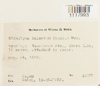 Dichelyma falcatum image