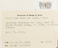 Dichelyma falcatum image