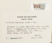 Dichelyma falcatum image