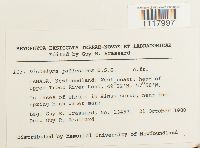 Dichelyma pallescens image