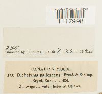 Dichelyma pallescens image