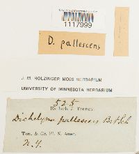 Dichelyma pallescens image