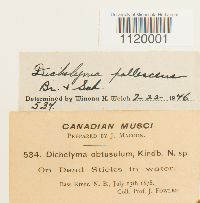 Dichelyma pallescens image