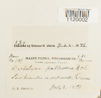 Dichelyma pallescens image