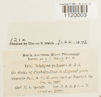 Dichelyma pallescens image