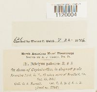 Dichelyma pallescens image