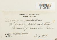 Dichelyma pallescens image