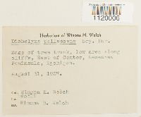 Dichelyma pallescens image