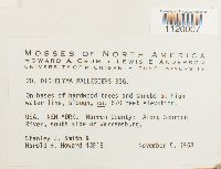 Dichelyma pallescens image