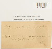 Image Associated With the Occurrence