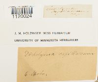 Dichelyma capillaceum image