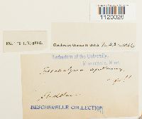 Dichelyma capillaceum image