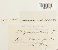 Dichelyma capillaceum image