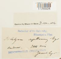 Dichelyma capillaceum image