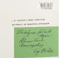 Dichelyma falcatum image