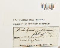 Dichelyma pallescens image