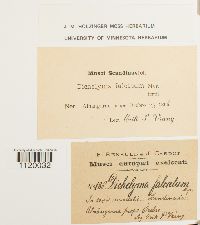 Dichelyma falcatum image