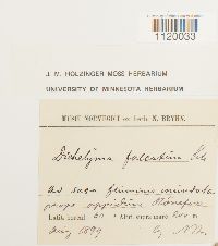 Dichelyma falcatum image