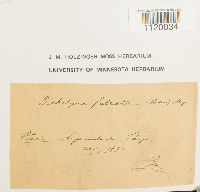 Dichelyma falcatum image