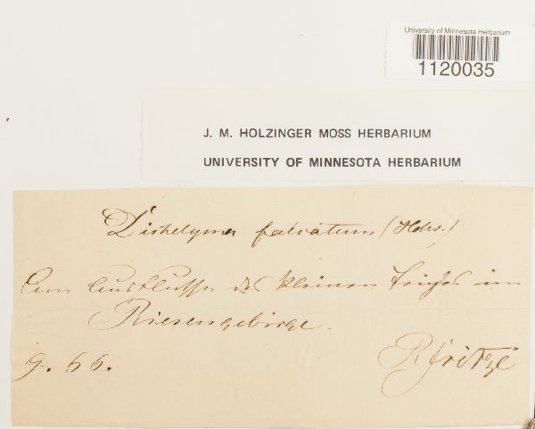 Dichelyma falcatum image