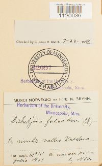 Dichelyma falcatum image