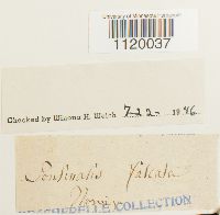 Dichelyma falcatum image