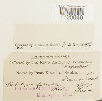 Dichelyma falcatum image