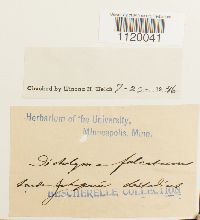 Dichelyma falcatum image