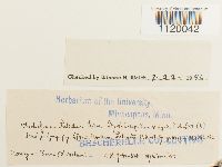 Dichelyma falcatum image