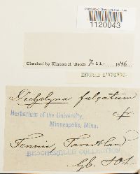 Dichelyma falcatum image