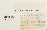 Dichelyma falcatum image