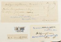 Dichelyma falcatum image