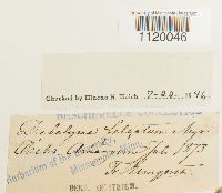 Dichelyma falcatum image