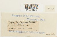 Dichelyma falcatum image