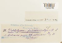 Dichelyma falcatum image