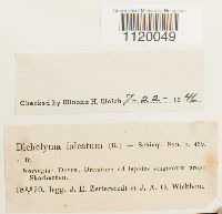 Dichelyma falcatum image