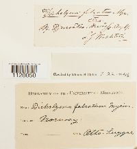 Dichelyma falcatum image