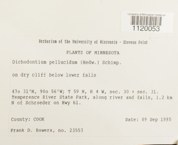 Dichodontium pellucidum image