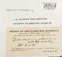 Dichodontium pellucidum image