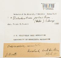 Dichodontium pellucidum image