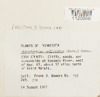 Dichodontium pellucidum image