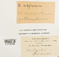 Dichodontium pellucidum image