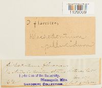 Dichodontium pellucidum image