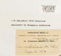 Dichodontium pellucidum image