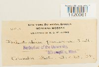 Dichodontium pellucidum image