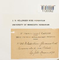 Dichodontium pellucidum image