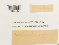 Dichodontium pellucidum image