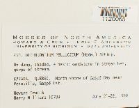 Dichodontium pellucidum image